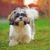 Shih Tzu Dog paint by numbers