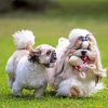 Shih Tzu Dogs paint by numbers