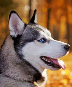 Siberian Husky Close Up paint by numbers