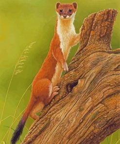 Stoat Weasel Animal paint by numbers