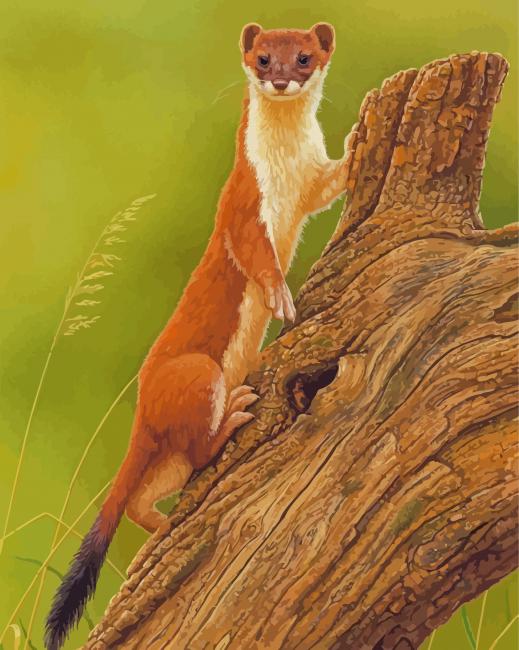 Stoat Weasel Animal - Paint By Numbers 