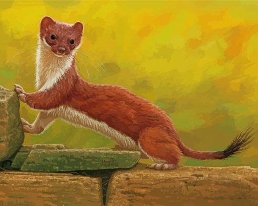 Stoat Weasel paint by numbers