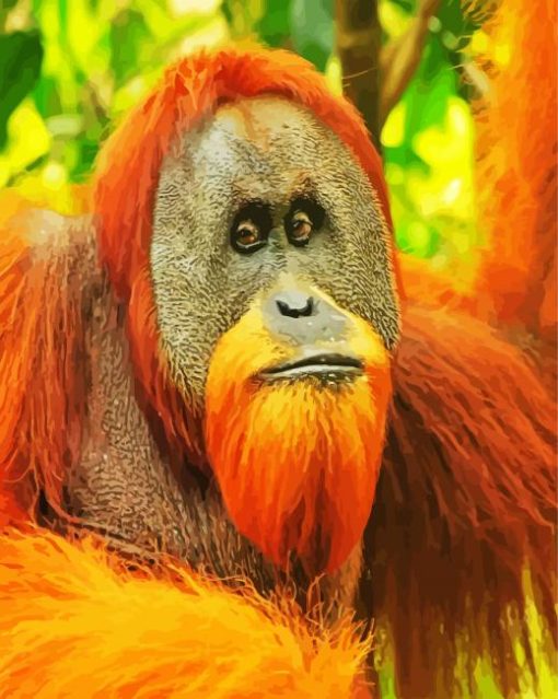Sumatran Orangutan paint by numbers