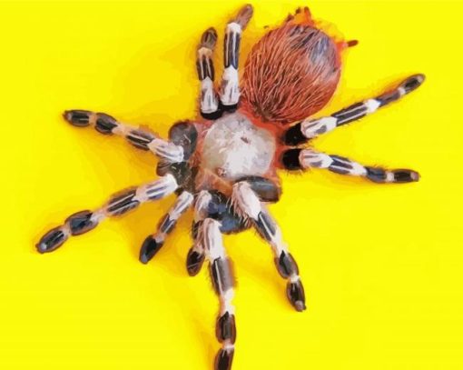 Tarantula Spider paint by numbers