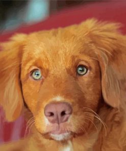 Toller Puppy paint by numbers