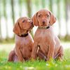 Vizsla Puppies Dogs paint by numbers