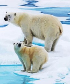 White Antarctican Bears Paint By Number