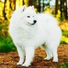 White Samoyed Paint By Number