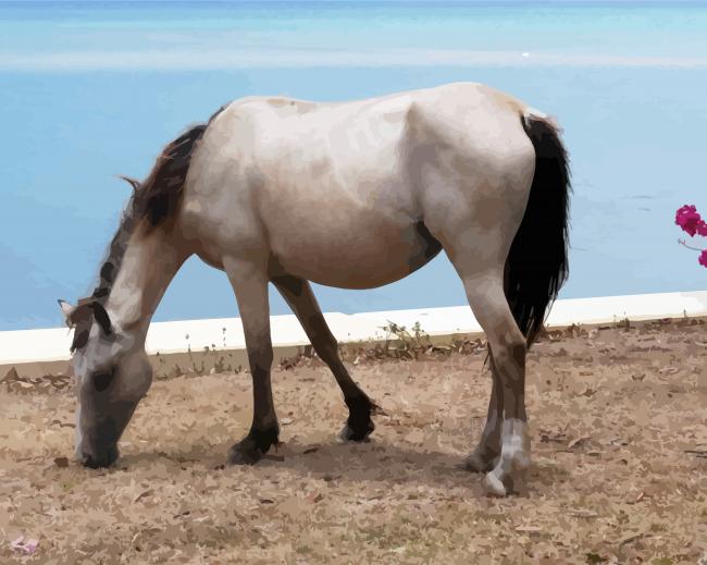 White Brumby Horse Animal paint by numbers