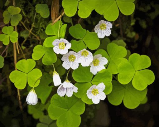 White Oxalis paint by numbers