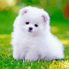 White Pomeranian Puppy Paint By Number