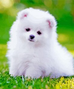 White Pomeranian Puppy Paint By Number