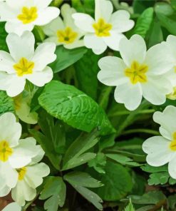 White Primroses paint by numbers