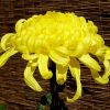 Yellow Chrysanthemum paint by numbers