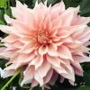 Baby Pink Dahlia paint by numbers