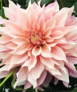 Baby Pink Dahlia paint by numbers