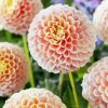 Baby Pink Dahlias paint by numbers