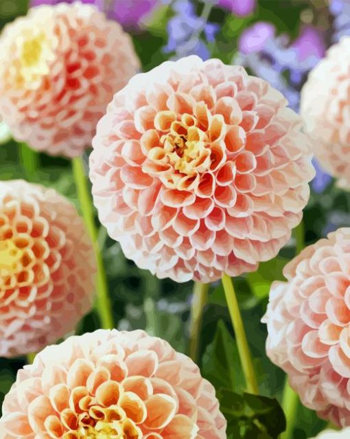 Baby Pink Dahlias paint by numbers