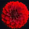 Beautiful Red Dahlia paint by numbers