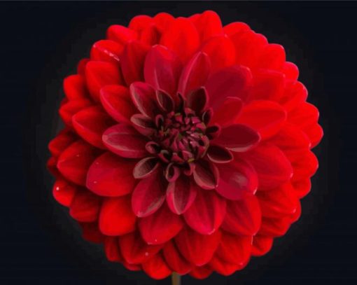 Beautiful Red Dahlia paint by numbers