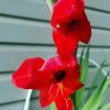 Beautiful Red Gladiola paint by numbers