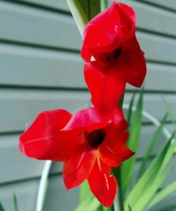 Beautiful Red Gladiola paint by numbers