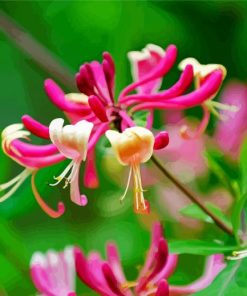 Beautiful Pink Honeysuckle paint by numbers