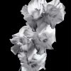 Black and White Gladiola paint by numbers