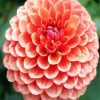 Blooming Dahlia Flower paint by numbers