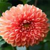 Blooming Dahlia paint by numbers