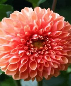Blooming Dahlia paint by numbers