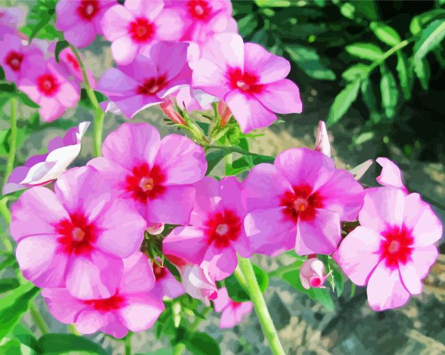 Blooming Phlox Plant paint by numbers