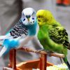 Blue and Yellow Parakeet Budgerigars paint by numbers