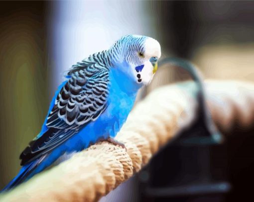 Blue Parakeets Bird paint by numbers