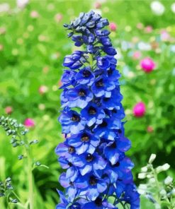 Blue Delphiniums paint by numbers