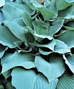 Blue Angel Hosta Plant paint by numbers