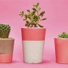 Cactus Pink Pots paint by numbers