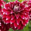 Dahlia Red Rock paint by numbers
