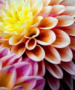 Dahlia Flower paint by numbers