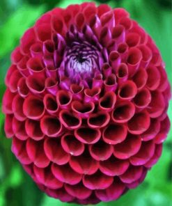 Dahlia Red Flower paint by numbers