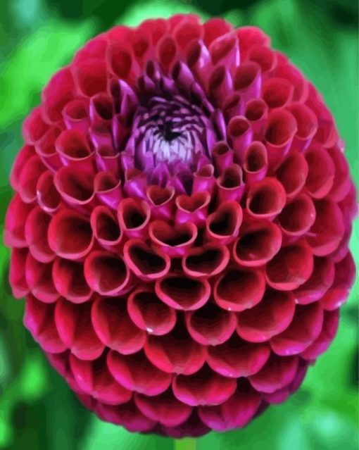 Dahlia Red Flower paint by numbers