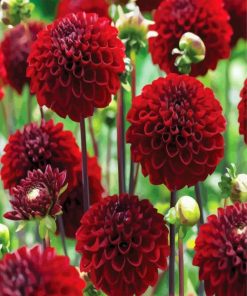 Dark Red Dahlias paint by numbers