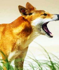 Dingo Australian Dog paint by numbers