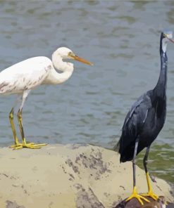 Egrets paint by numbers