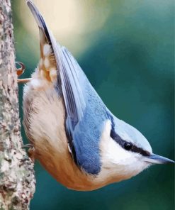 Eurasian Nuthatch Bird paint by numbers