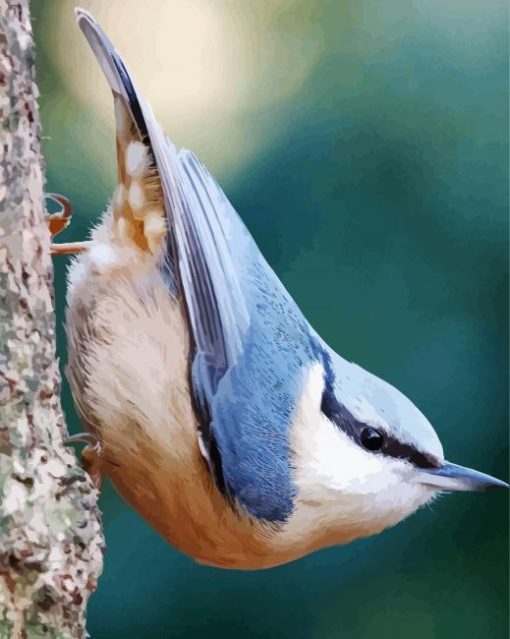 Eurasian Nuthatch Bird paint by numbers