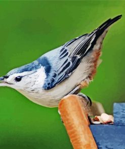 Female White Breasted Nuthatch Bird paint by numbers