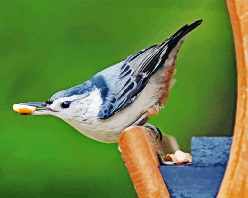 Female White Breasted Nuthatch Bird paint by numbers