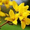 Forsythia Flowering Plant paint by numbers