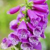 Foxglove Plant paint by numbers